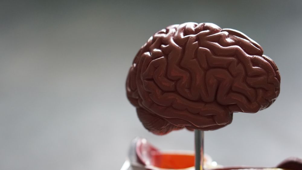 Anatomical brain model used in clinical education